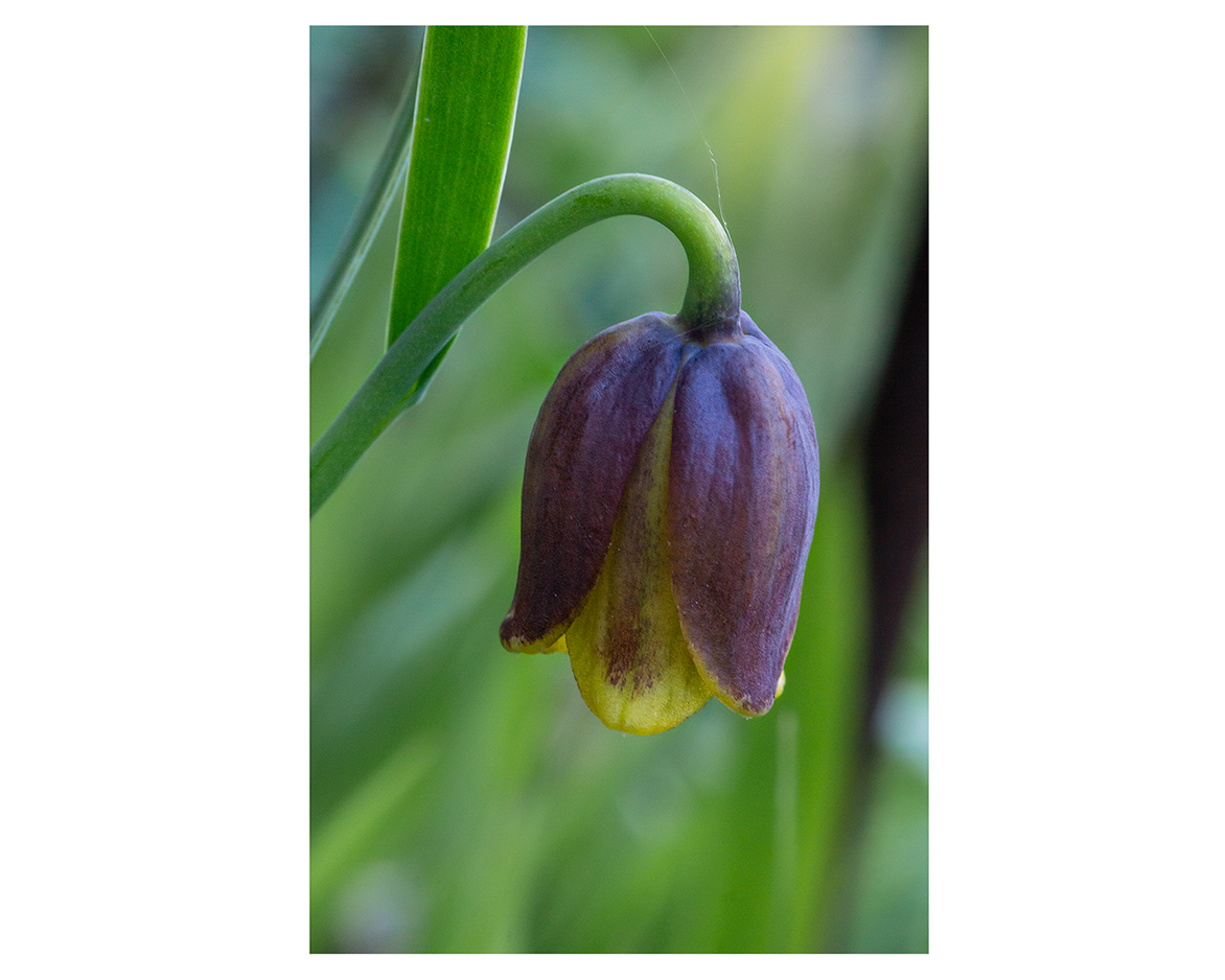 Fritillaria Uva-Vulpis